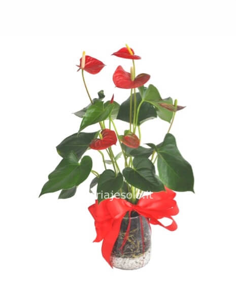 Pianta di anthurium