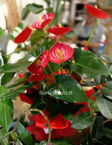 Pianta di anthurium