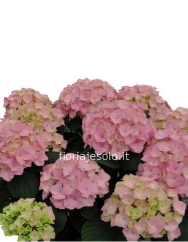 Pianta di ortensia (colore secondo disponibilità)