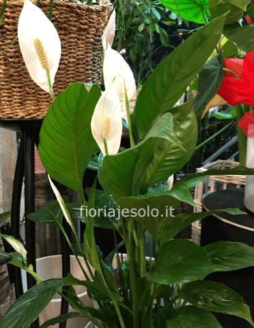 Pianta di Spathifillum fiorita