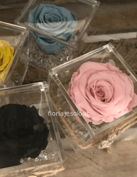 RoseCube” Rosa stabilizzata in cubo trasparente » Fiori a Jesolo. Acquista  online dal fiorista e invia fiori a Jesolo con consegna a domicilio.