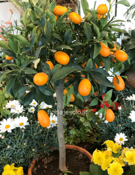 Pianta di mandarino cinese “kumquat”
