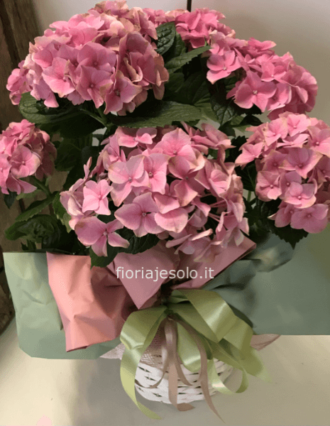 Ortensia con cesto (colore secondo disponibilità)