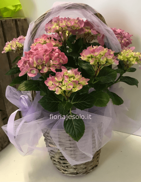 Ortensia in cesto ad archetto(colore secondo disponibilità)