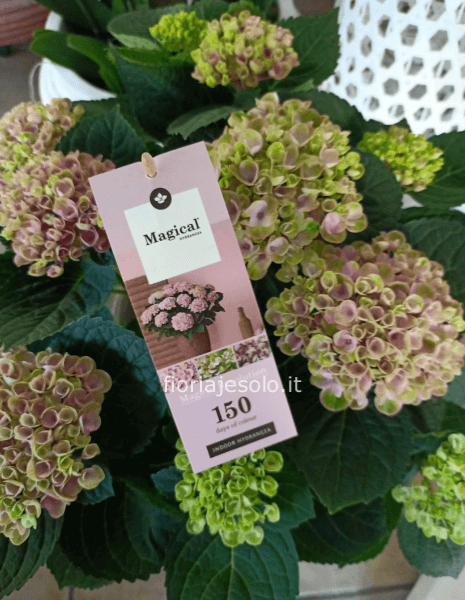 Ortensia “150 days flowering”
