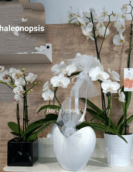 Orchidea Phaleonopsis Bianca extra con vaso in ceramica