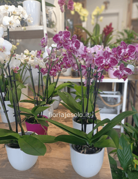 Phaleonopsis vari colori con vaso in ceramica cm 12