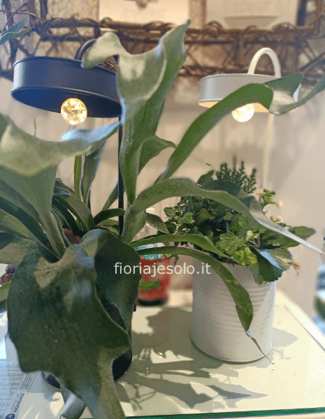 Lampade al led con piante e decorazioni