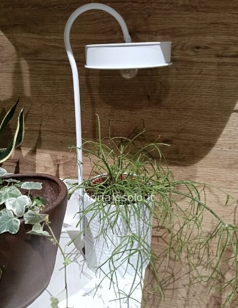 Ripsalis in contenitore “ lampada a led”