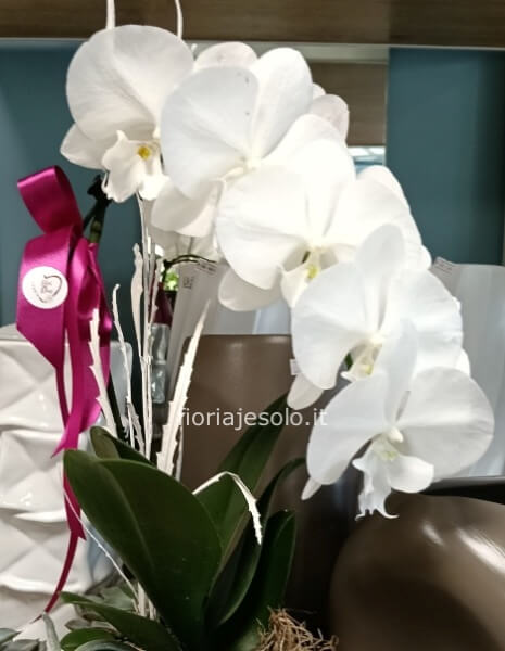 orchidea phaleonopsis bianco