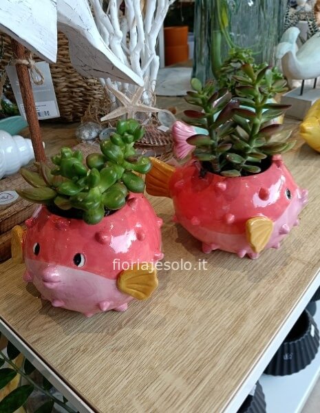 Pesce palla colorato con succulente