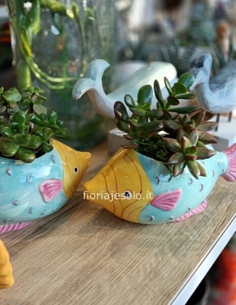 Pesce azzurro con succulentecm 20x15h